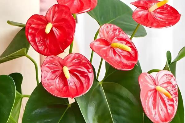 红掌怎么养殖,春秋季节每隔2-3天浇一次水
