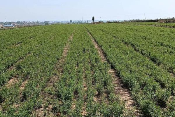 黄芩种子怎么处理,播种前需要浸种