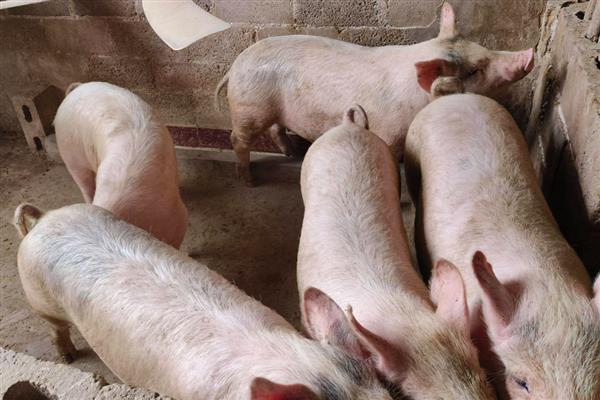 猪肉料肉比是多少，各个阶段的料肉比不同