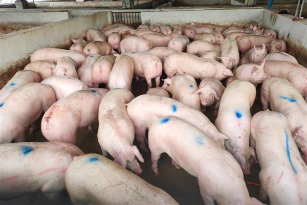 猪肉料肉比是多少，各个阶段的料肉比不同