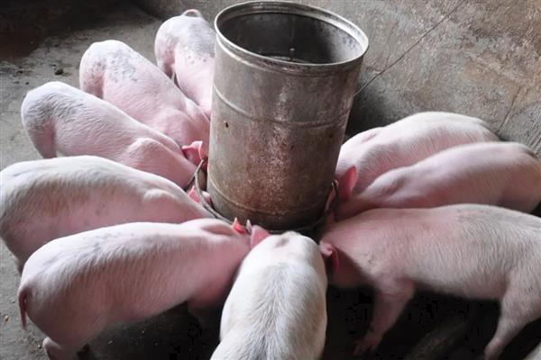 猪肉料肉比是多少，各个阶段的料肉比不同