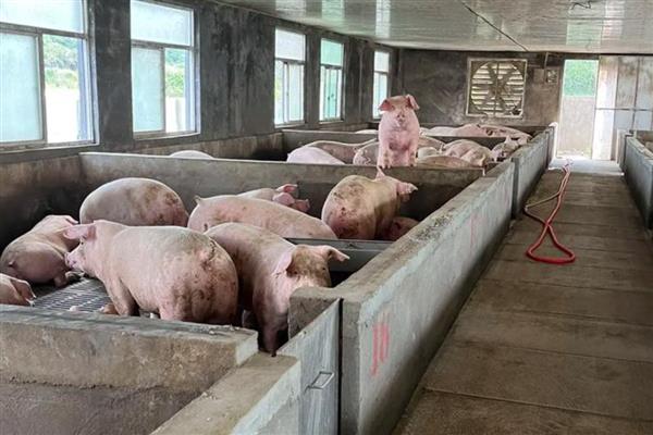 猪肉料肉比是多少，各个阶段的料肉比不同
