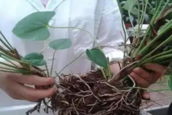 红掌怎么养殖,春秋季节每隔2-3天浇一次水