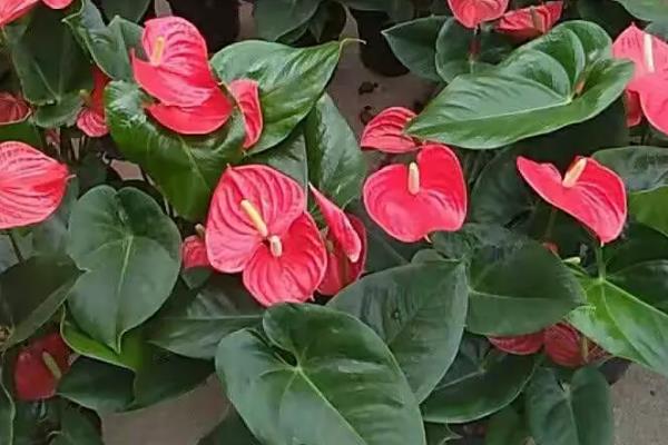 红掌怎么养殖,春秋季节每隔2-3天浇一次水