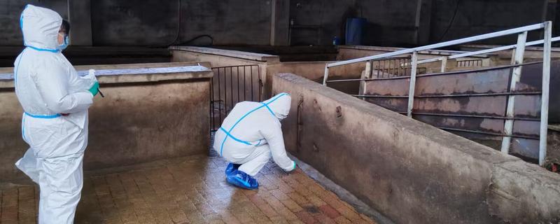 非洲猪瘟病毒的灭杀方法，使用氢氧化钠、漂白粉等消毒药物