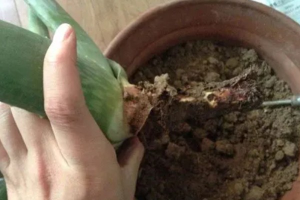 芦荟尖发黄如何处理,缺水时要增加浇水频率