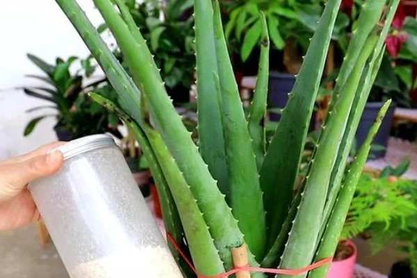 芦荟尖发黄如何处理,缺水时要增加浇水频率