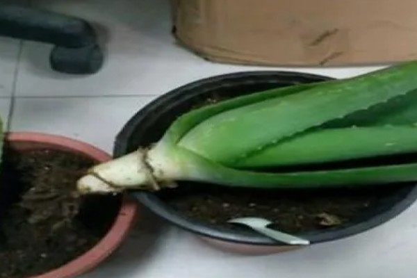 芦荟尖发黄如何处理,缺水时要增加浇水频率