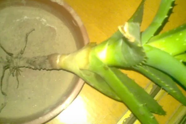 芦荟尖发黄如何处理,缺水时要增加浇水频率
