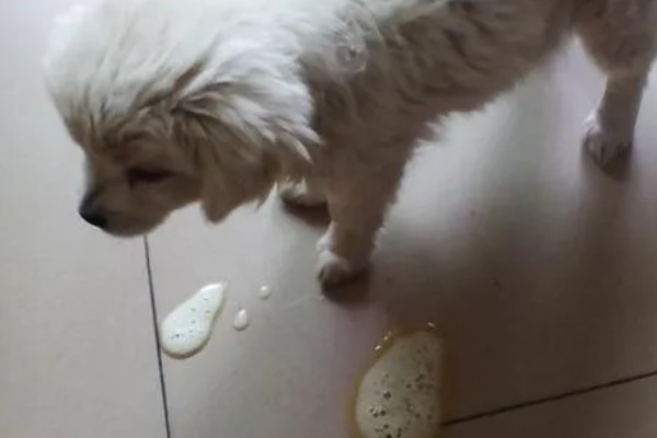 引起狗食吐粮拉稀的原因,考虑是否感染了传染性疾病