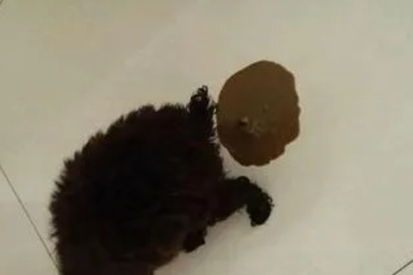 引起狗食吐粮拉稀的原因,考虑是否感染了传染性疾病