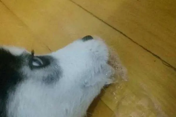 引起狗食吐粮拉稀的原因,考虑是否感染了传染性疾病