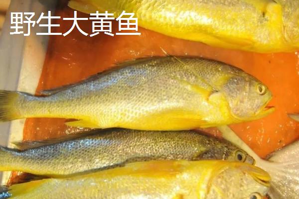 为什么野生大黄鱼这么贵，因为数量少所致