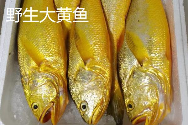 为什么野生大黄鱼这么贵，因为数量少所致