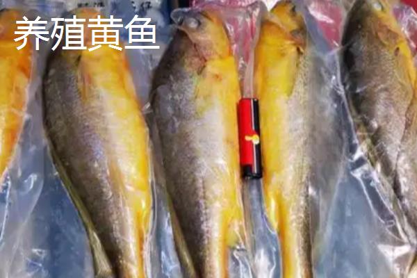 为什么野生大黄鱼这么贵，因为数量少所致