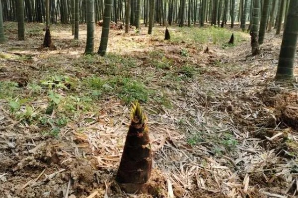 冬笋的种植方法，适宜的种植时间在立春前后