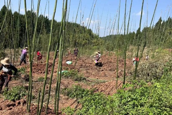 冬笋的种植方法，适宜的种植时间在立春前后
