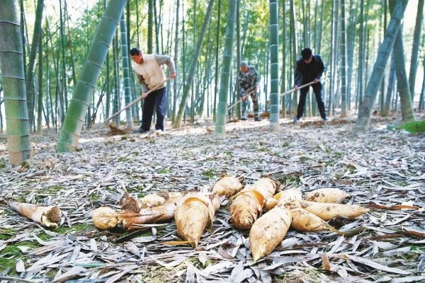 冬笋的种植方法，适宜的种植时间在立春前后