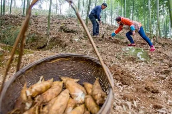 冬笋的种植方法，适宜的种植时间在立春前后