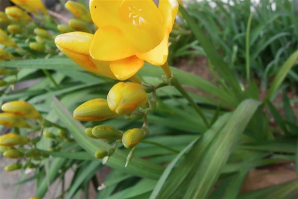 香雪兰什么时候开花，花期为4-5月