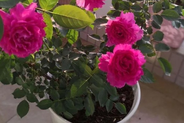 月季花的叶子形状，像小刀片