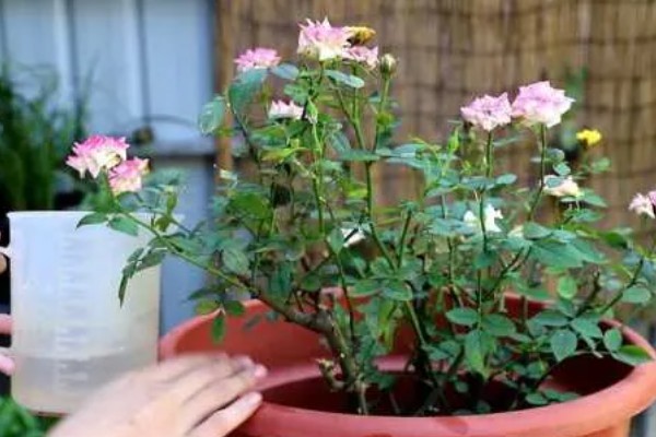 月季花的叶子形状，像小刀片