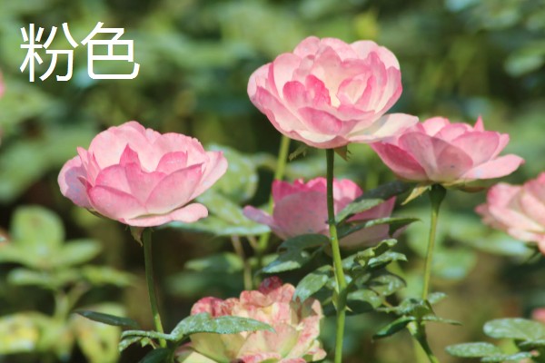 月季花的叶子形状，像小刀片
