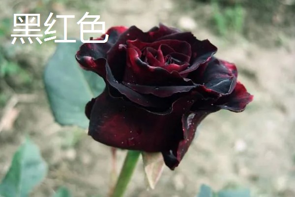 月季花的叶子形状，像小刀片