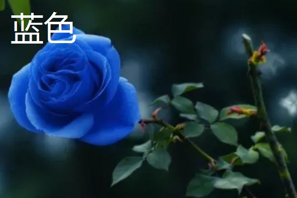月季花的叶子形状，像小刀片