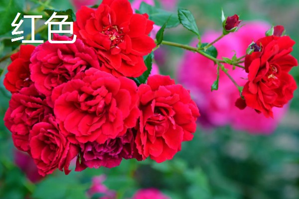 月季花的叶子形状，像小刀片