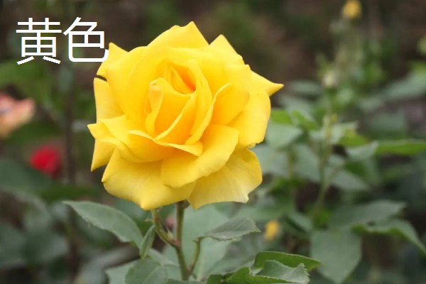 月季花的叶子形状，像小刀片