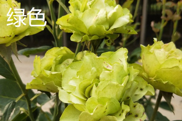 月季花的叶子形状，像小刀片