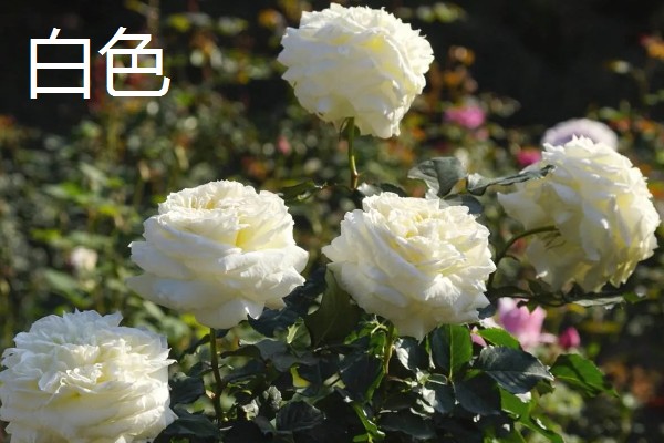 月季花的叶子形状，像小刀片