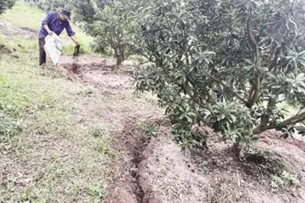 杨梅采果后施什么肥,大年结果树推荐在7月上中旬施加