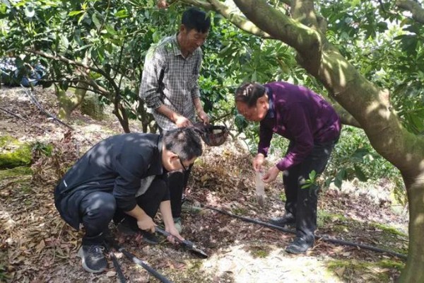 杨梅采果后施什么肥,大年结果树推荐在7月上中旬施加