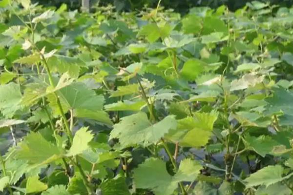 提子苗结果所需时间，种植后经过2-3年左右才能结果
