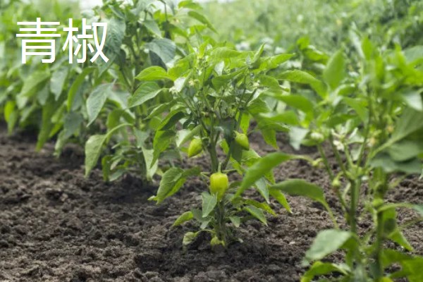 甜椒和青椒有什么区别，外形、叶片、颜色等方面不同