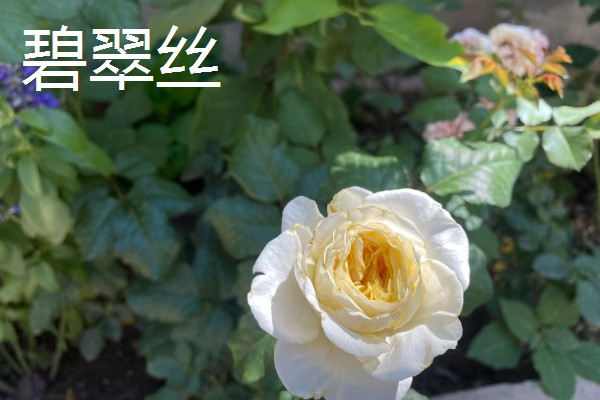 有哪些不用打药的月季品种，推荐碧翠丝、红龙等
