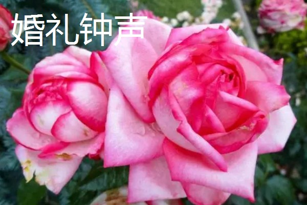 有哪些不用打药的月季品种，推荐碧翠丝、红龙等