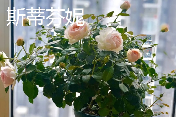 有哪些不用打药的月季品种，推荐碧翠丝、红龙等