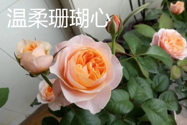 有哪些不用打药的月季品种，推荐碧翠丝、红龙等