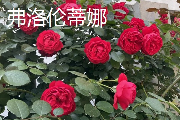 有哪些不用打药的月季品种，推荐碧翠丝、红龙等