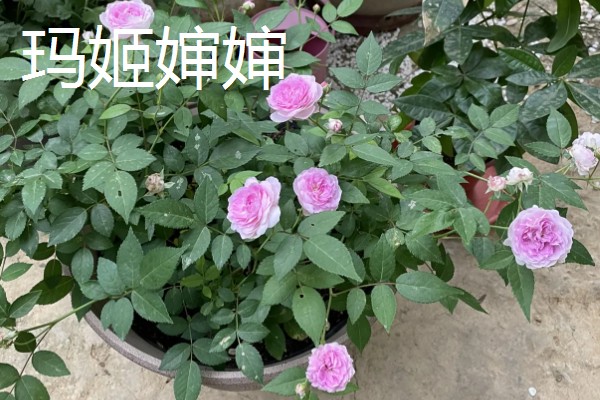 有哪些不用打药的月季品种，推荐碧翠丝、红龙等