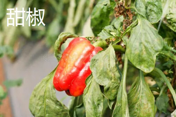 甜椒和青椒有什么区别，外形、叶片、颜色等方面不同