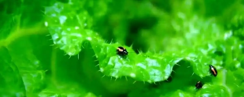 防治蔬菜跳甲的方法，喷施辛硫磷乳油等药物可灭杀成虫