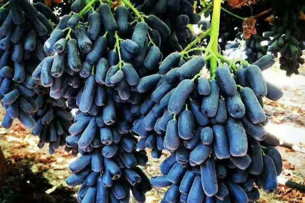 甜蜜蓝宝石葡萄的简介，属于中晚熟葡萄品种