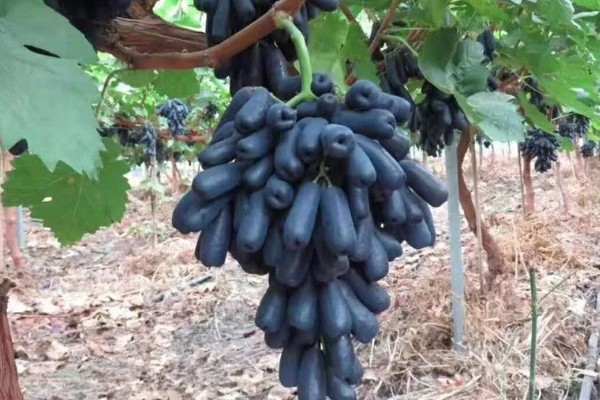 甜蜜蓝宝石葡萄的简介，属于中晚熟葡萄品种