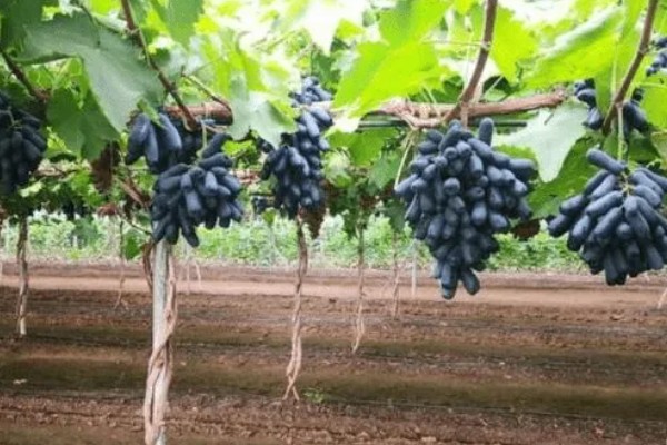 甜蜜蓝宝石葡萄的简介，属于中晚熟葡萄品种