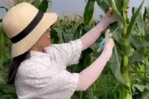 玉米的打顶时间,完成扬花授粉后去掉植株头部