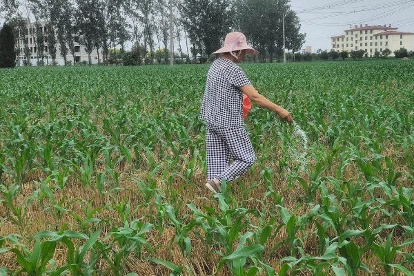玉米的打顶时间,完成扬花授粉后去掉植株头部